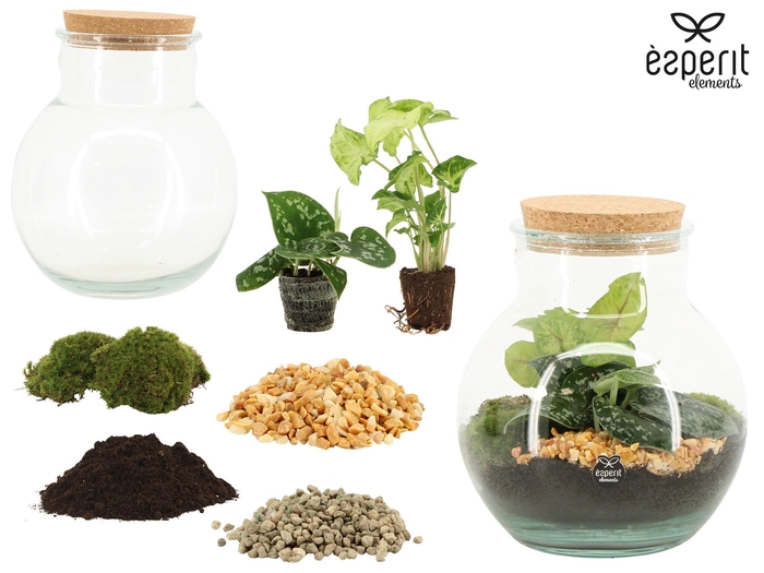 <h4>90863: DIY Terrarium arrangement</h4>