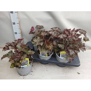 HEUCH MI PALACE PURP