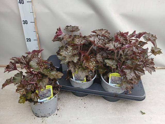<h4>HEUCH MI PALACE PURP</h4>