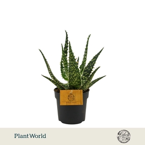 Aloe Aculeata 10,5cm