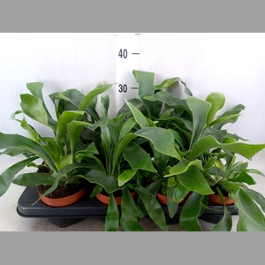 Platycerium bifurc. 'Netherlands'