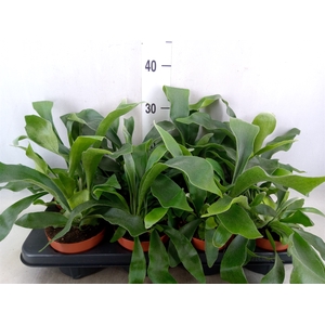 Platycerium bifurc. 'Netherlands'