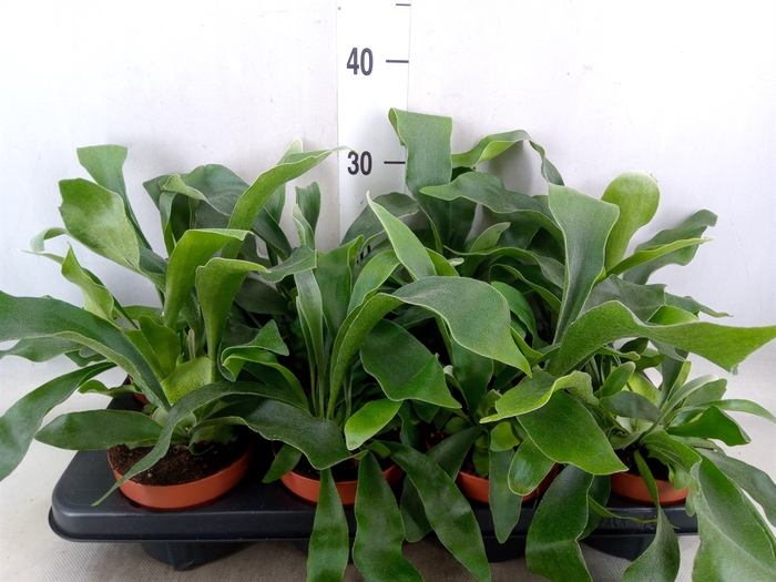 <h4>Platycerium bifurc. 'Netherlands'</h4>