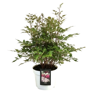 Astilbe japonica 'Whashington'