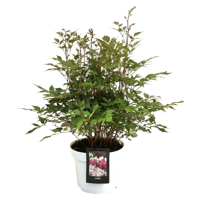 <h4>Astilbe japonica 'Whashington'</h4>
