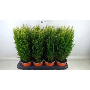 Chamaecyparis laws. 'Snow White'