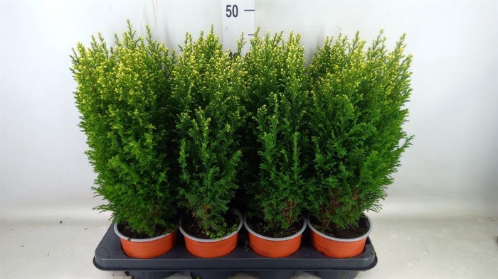 <h4>Chamaecyparis laws. 'Snow White'</h4>