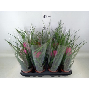 Tillandsia cyanea 'Anita'