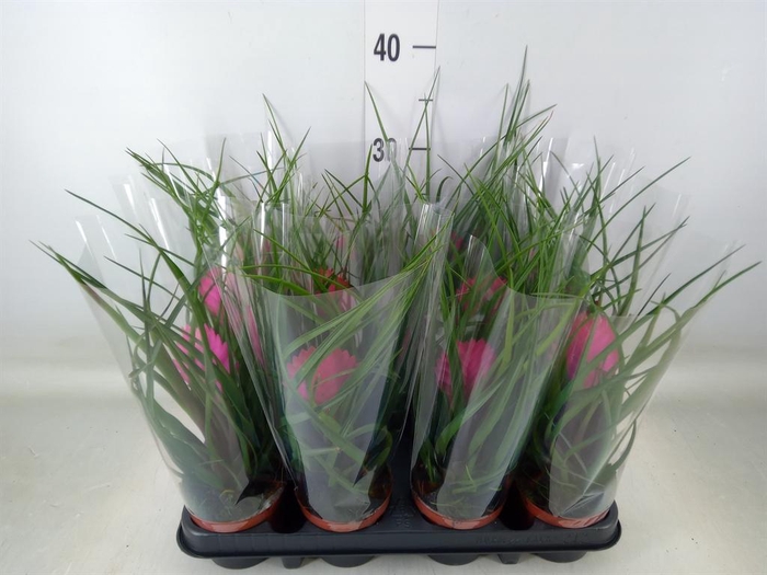 <h4>Tillandsia cyanea 'Anita'</h4>