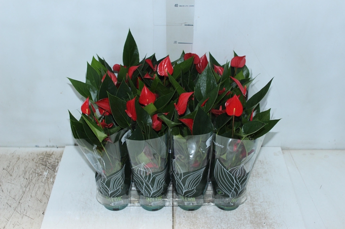 <h4>ANTHURIUM MINI MILLION PURE P09</h4>