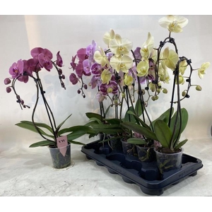 PHAL GEM