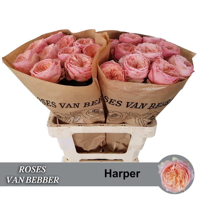 <h4>R GR HARPER!</h4>