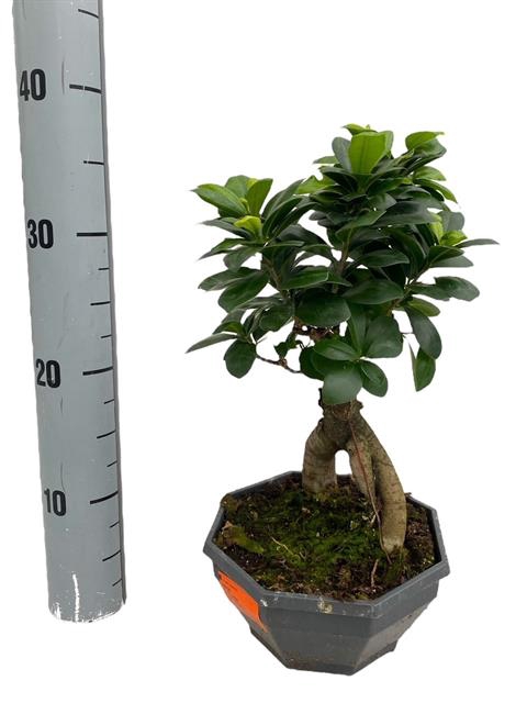 Ficus mi Ginseng 18Ø 35cm 1pp