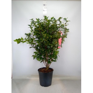 Camellia japonica