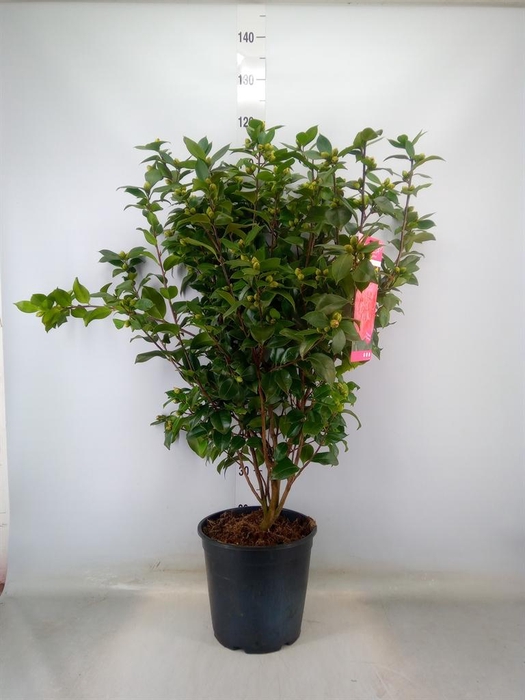 <h4>Camellia japonica</h4>