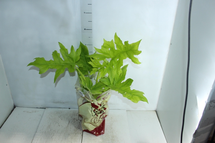 <h4>PHILODENDRON SELLOUM GOLD P17</h4>