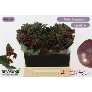 HYP GLOBO BURGUNDY