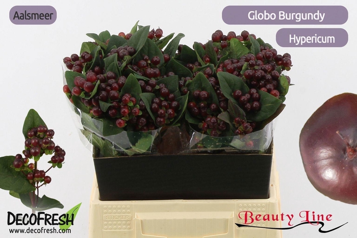 <h4>HYP GLOBO BURGUNDY</h4>