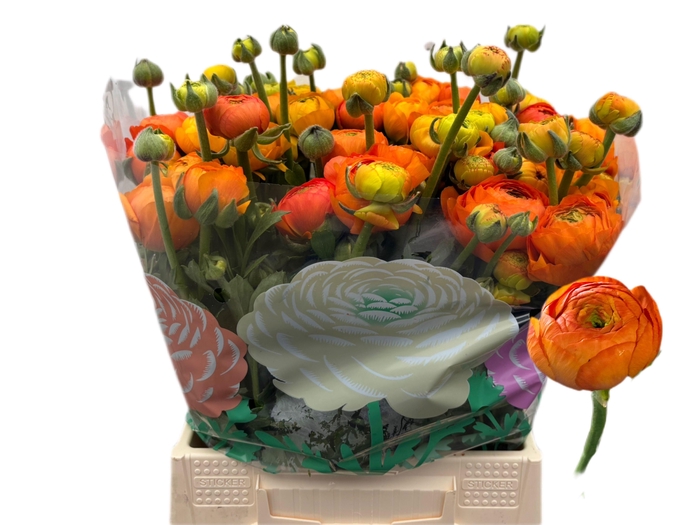 <h4>RAN EL ORANGE</h4>