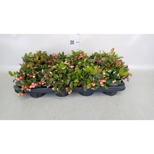 Gaultheria proc.