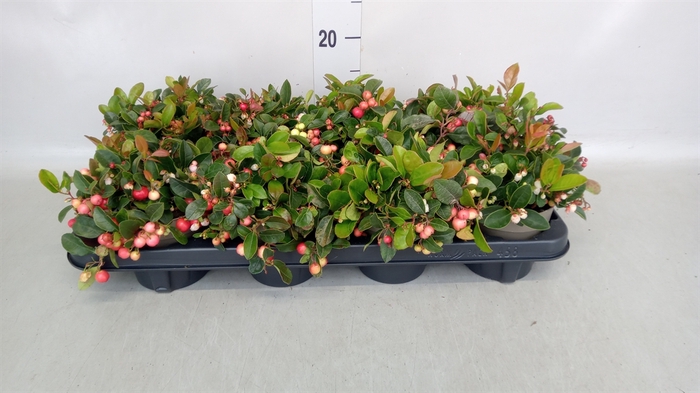 <h4>Gaultheria proc.</h4>