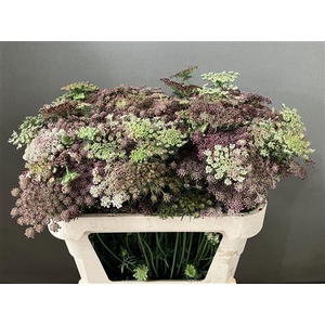 DAUCUS CAROTA DARA