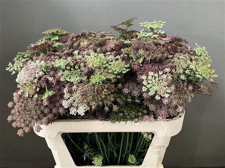 <h4>DAUCUS CAROTA DARA</h4>