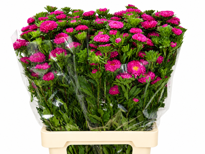 <h4>Callistephus Hot Pink Dark</h4>