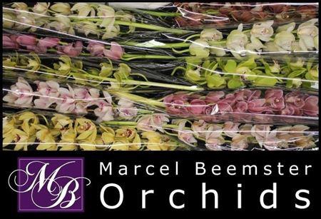 <h4>Cymb Mi Gem</h4>