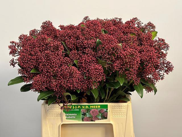 <h4>SKIM J RUBELLA BS</h4>