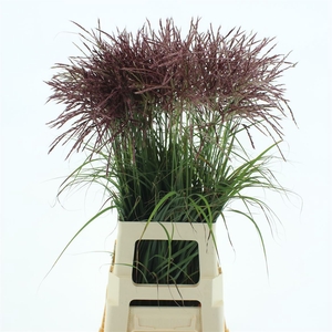 Miscanthus Rotfeder