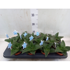 xGasteraloe  'Tiki Zilla'