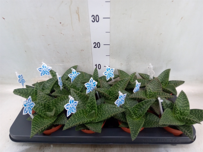<h4>xGasteraloe  'Tiki Zilla'</h4>