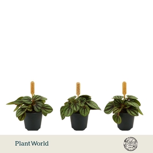 Peperomia Piccolo Banda 5,5cm