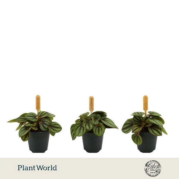 <h4>Peperomia Piccolo Banda 5,5cm</h4>