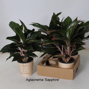 Aglaonema 12Ø 30cm 1pp