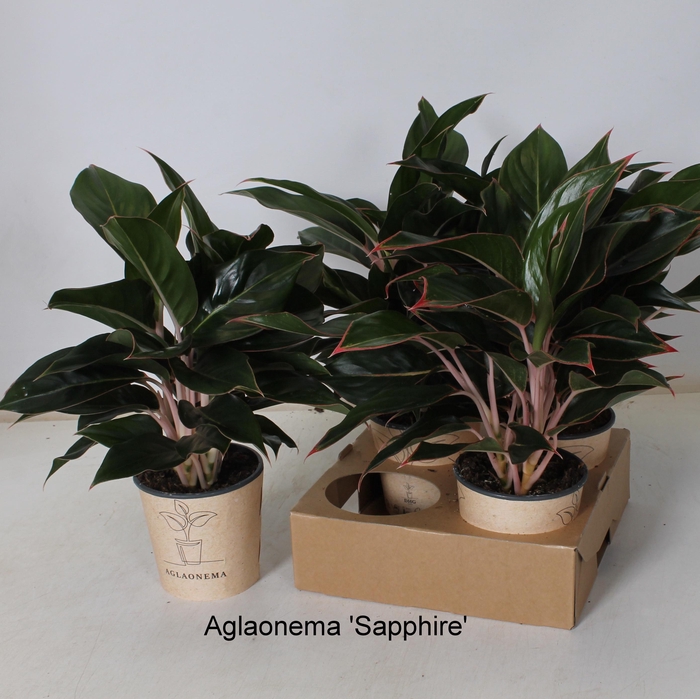 <h4>Aglaonema 12Ø 30cm 1pp</h4>