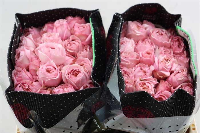 <h4>R Tr Garden Juliet</h4>