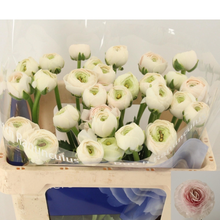 <h4>RAN SU HANOI</h4>