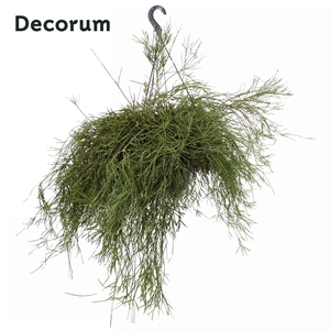 Rhipsalis ewaldiana