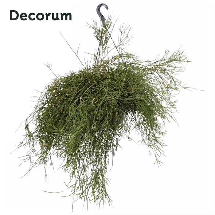 <h4>Rhipsalis ewaldiana</h4>