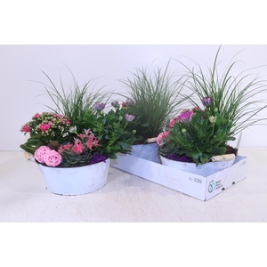 ARR TUINPLANTEN