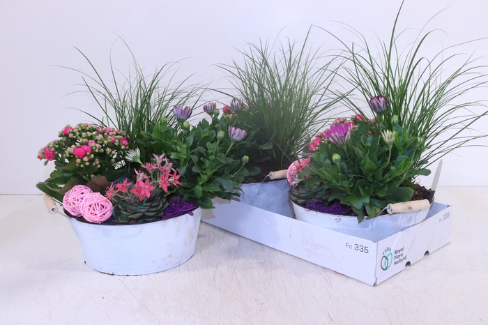 <h4>ARR TUINPLANTEN</h4>
