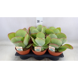 Kalanchoe NF thyrsiflora 'Red Lips'