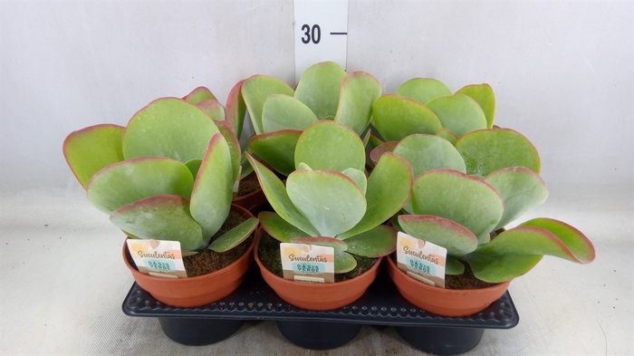 <h4>Kalanchoe NF thyrsiflora 'Red Lips'</h4>