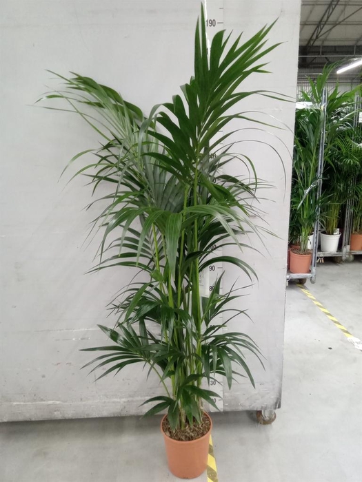 <h4>Howea forsteriana</h4>