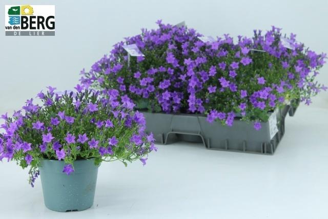 arr8 Camp Portenschlagian