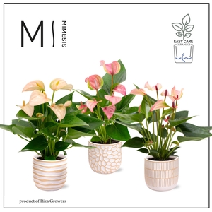Mimesis Anthurium KARMA Mix - Sundance mix