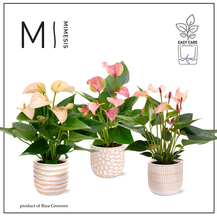 <h4>Mimesis Anthurium KARMA Mix - Sundance mix</h4>