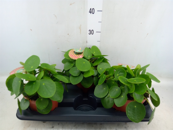 <h4>Pilea peperomoides</h4>